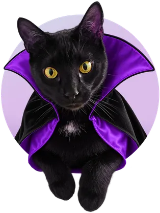 Gato negro con capa de vampiro